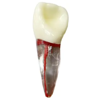 21 # Модел на зъбите на Зъбни эндофайлы Практика Инструмент за предния зъб на коренови канали Червена pulp Горната