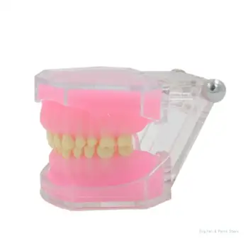 Образователен инструмент за моделиране на зъби M17F Стоматологичен Typodont, напълно подвижен модел на зъбите, подарък