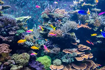 Рифовый аквариум, led панел за растеж и осветление коралов цвят